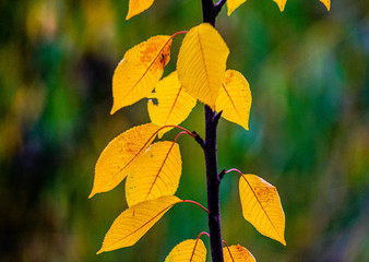 Obraz premium yellow autumn leaves on green background