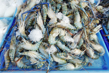 fresh prawns with ice on a tray in a market in Thailand