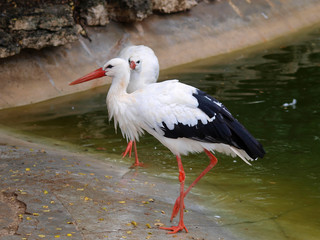 Cigognes blanches au bord de l'eau (Ciconia ciconia)