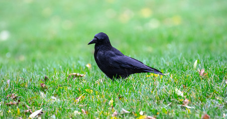 crow on grass