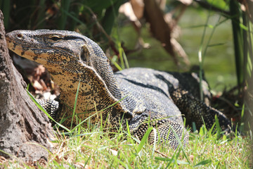Varanus salvator dangerous, animal wildlife in the garden near the river