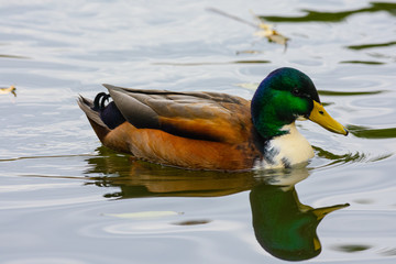 duck in water