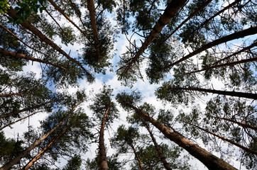 view of the trees from below looking up at the trees and sky  