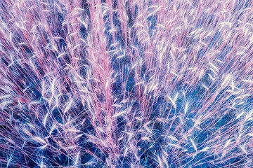Wheatfield at sunset. Rural nature background. View from above