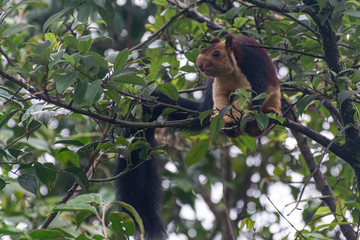 Malabar Giant Squirrel on a tree at Munnar Kerala India