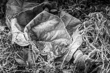 Frozen leaves with white frost. Frozen morning in the mountains