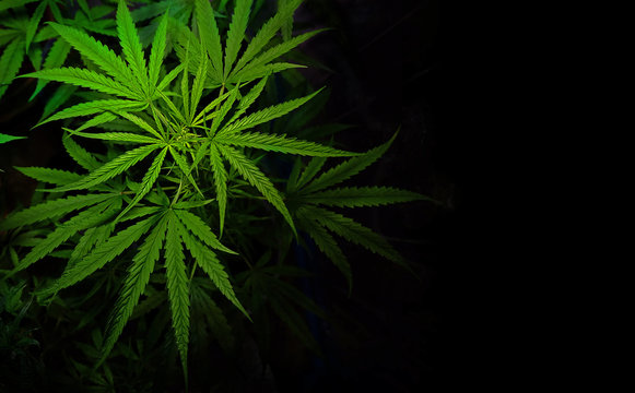 Cannabis leaves of plant on dark background - Image