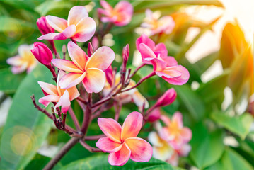 A beautiful bunch of tropical frangipani flowers. Plumeria blooms pink and yellow and white. Fresh spa flowers at sunset. Asian or carribean flower garden