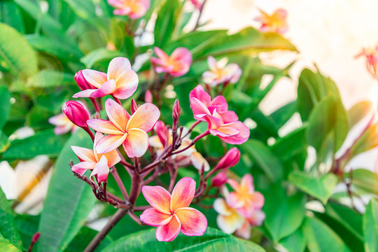 A Beautiful Bunch Of Tropical Frangipani Flowers. Plumeria Blooms Pink And Yellow And White. Fresh Spa Flowers At Sunset. Asian Or Carribean Flower Garden