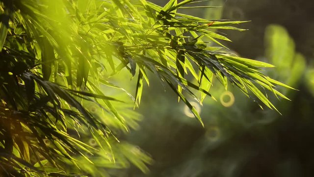 Bamboo Fresh Background Green