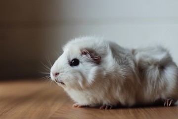 Cute white guinea pig