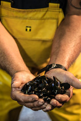 Moules de Noirmoutier