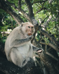 Naklejka na ściany i meble Monkey Island in Vietnam