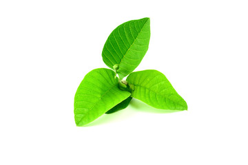 Guava leaf isolated on white background.