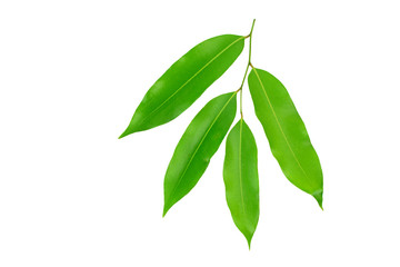 Green leaf isolated on white background. The Rumdul (Mitrella Mesnyi) is the national flower of Cambodia.