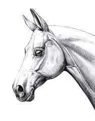 Horse head illustration. Pencil portrait of a horse. Equine drawing.