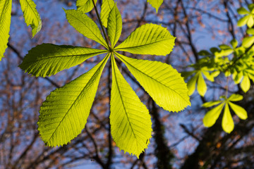 Feuille de marronnier d'Inde à contre-jour