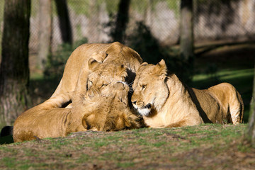 Fototapeta na wymiar Drie spelende jonge leeuwen