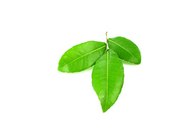 Mai flower green leaf isolated on white background.