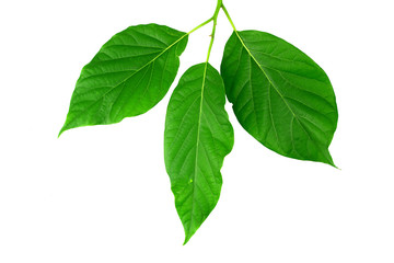 Naklejka na ściany i meble avocado leaves (green leaf) isolated on white background.