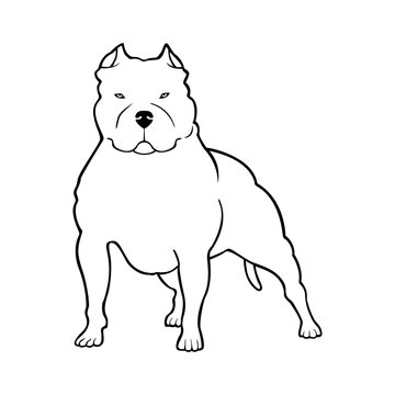 Pit bull Terrier dog logo. Vector illustration.