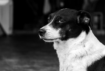 Obraz premium black and white dog