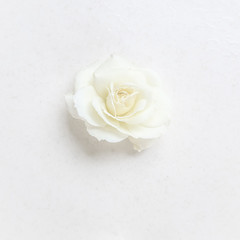 Beautiful white rose on white background. Ideal for greeting cards for wedding, birthday, Valentine's Day, Mother's Day