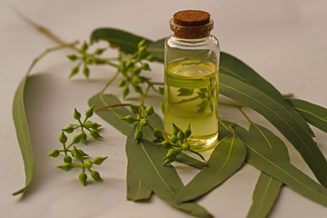 Eucalyptus leaves and Eucalyptus oil on white background