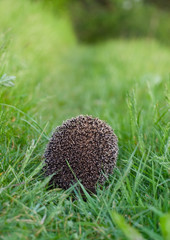 hedgehog © Vadim Volodin