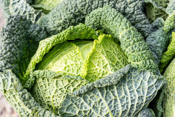 close up of green garbage isolated background 