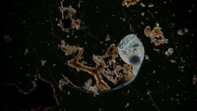 microorganism in pond water under microscope unicellular organisms