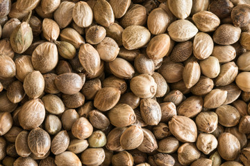 Hemp Seeds Filling the Frame