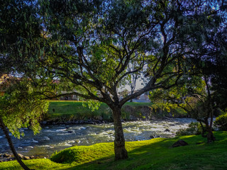 Leafy tree on the riverbank