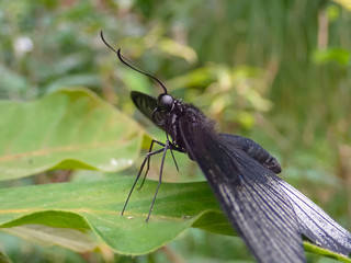 butterfly on leaf