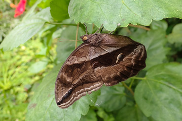 butterfly on leaf