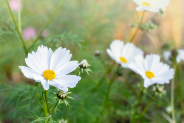 close up of beautiful cosmos flower in the garden in white  color with soft light. 