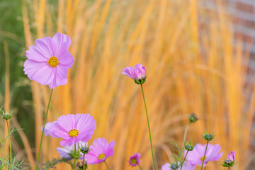Fototapeta premium close up of beautiful cosmos flower in the garden in pink color with soft light. 