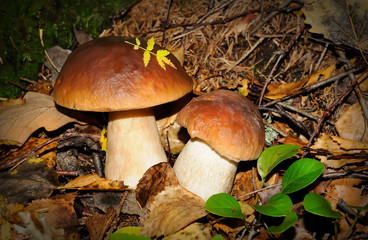 Two white mushrooms in the forest with grass and moss around them