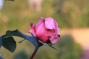 pink rose in the garden