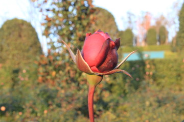 red rose