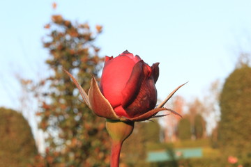 red rose
