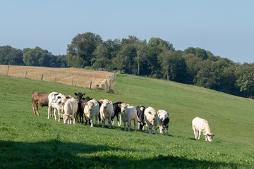Fototapeta premium Troupeau de vaches à Bezinghem