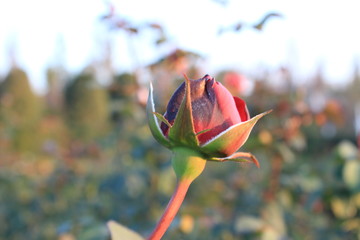 red rose on green background