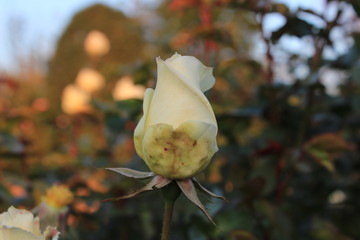 flowers in the garden