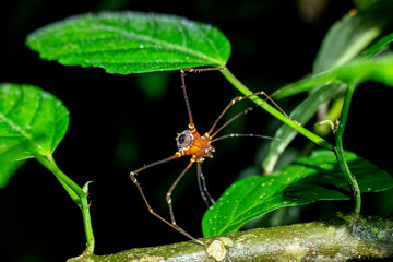 spider on leaf