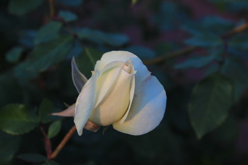 white rose
