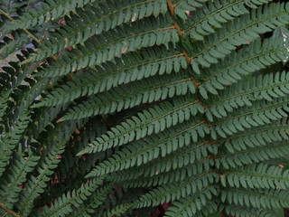 green leaves of fern