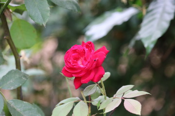 Red rose flower blooming in roses garden on background red roses flowers.