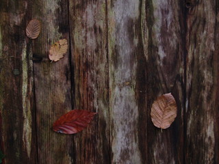 red leaf on wood