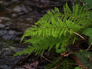 fern in the forest